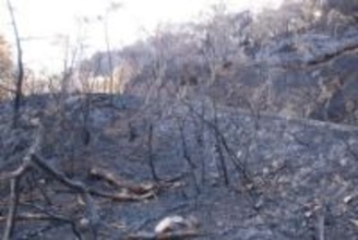 山林火災の記憶次代に　岡山県が来月、県民参加の植樹行事