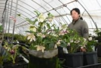 クリスマスローズ華やか　真庭の農園 出荷最盛期