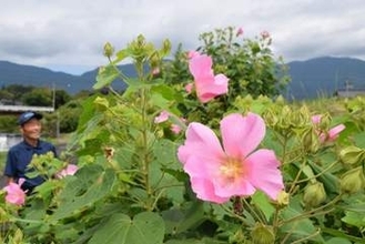 田園風景彩る淡いピンク　奈義町でフヨウ見頃　