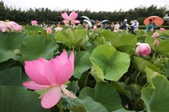 清らかなハスの花堪能 後楽園で観蓮節　家族連れやカップル約1200人