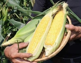 蒜山特産 朝採れスイートコーン味わって　「イエローダイヤモンド」出荷最盛期