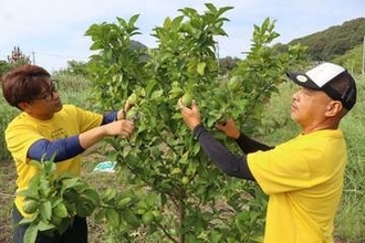 「三ツ山レモン」の魅力知って　浅口・寄島の生産者グループ　18日、3高校生招き収穫体験