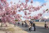 「カワヅザクラの「花見会」　岡山・花回廊ゴルフコースで開幕」の画像1
