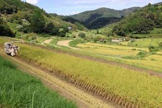 近づく秋の訪れ　響くコンバインの音　美咲の棚田で稲刈り本格化【動画あり】