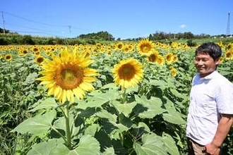 黄色の大輪15万本鮮やか　美作の天空のひまわり畑8日開場