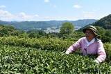 「〝二番茶〟次々収穫 新見の紅茶農園　香り充実、味も期待」の画像1