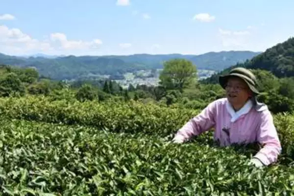 〝二番茶〟次々収穫 新見の紅茶農園　香り充実、味も期待