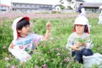 倉敷 岡山大資植研でレンゲ摘み　24日まで 園児800人受け入れ