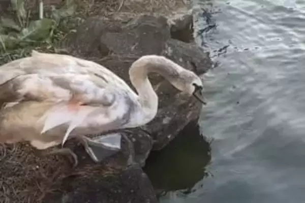 幼鳥不明、情報提供を　美作・大芦高原 奥池のコブハクチョウ