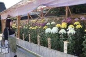紫、黄、白色の花々 秋の名園彩る　16団体・個人の300鉢展示 後楽園菊花大会
