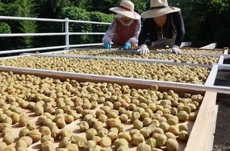 三日三晩 うまみや香り凝縮　津山・梅の里公園で梅の天日干し始まる