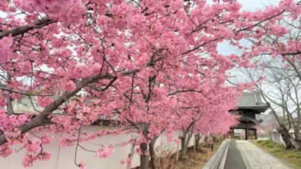 河津桜まつり7、8日初開催　屋台販売も 岡山・妙林寺