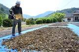 「あめ色の美作番茶　海田地区で製造最盛期」の画像1