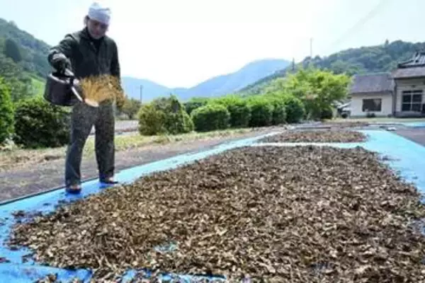あめ色の美作番茶　海田地区で製造最盛期
