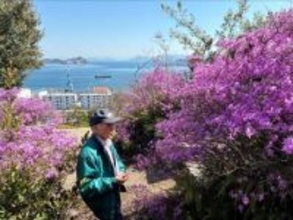 市花のツツジ、瀬戸内海に映える／玉野市の大仙山で見頃