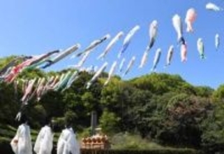 春風受けて悠々と泳ぐ こいのぼり80匹　黒住教本部にお目見え