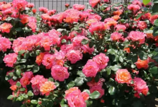 バラ2品種の愛称決定へ一般投票　福山市、世界バラ会議遺産普及へ