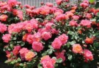 バラ2品種の愛称決定へ一般投票　福山市、世界バラ会議遺産普及へ