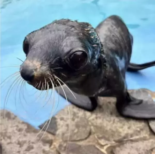 キタオットセイ 雌の「おとちゃん」天国へ　玉野海洋博物館