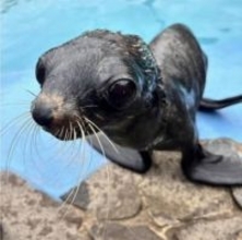 キタオットセイ 雌の「おとちゃん」天国へ　玉野海洋博物館