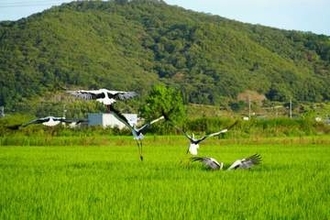 コウノトリふわり　岡山市東区の田園地帯に飛来