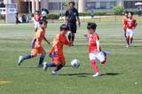 「岡山市少年サッカーリーグ開幕　133チームが熱戦」の画像1