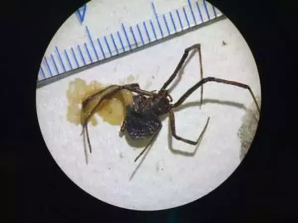福山港でクロゴケグモ　広島県内で初確認