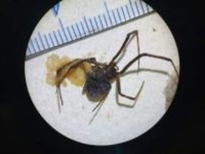 福山港でクロゴケグモ　広島県内で初確認