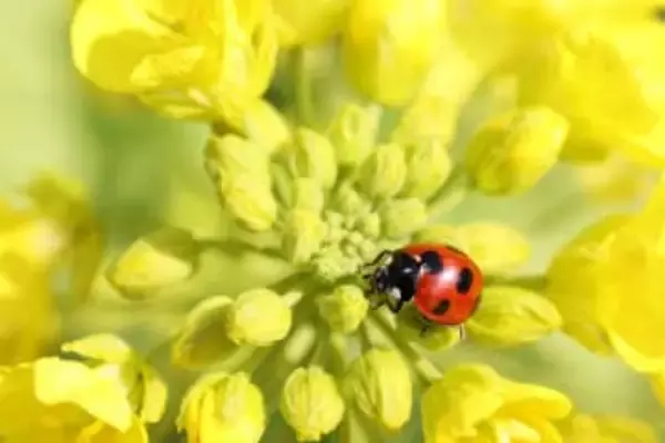 テントウムシもぞもぞ 啓蟄　岡山県南部 朝は冷え込み
