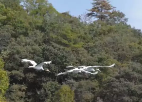 5月生まれのタンチョウ よろしく「ツムギ」です　和気・自然保護センター発表 命名者4人に感謝状