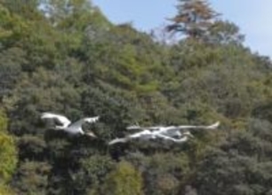 5月生まれのタンチョウ よろしく「ツムギ」です　和気・自然保護センター発表 命名者4人に感謝状