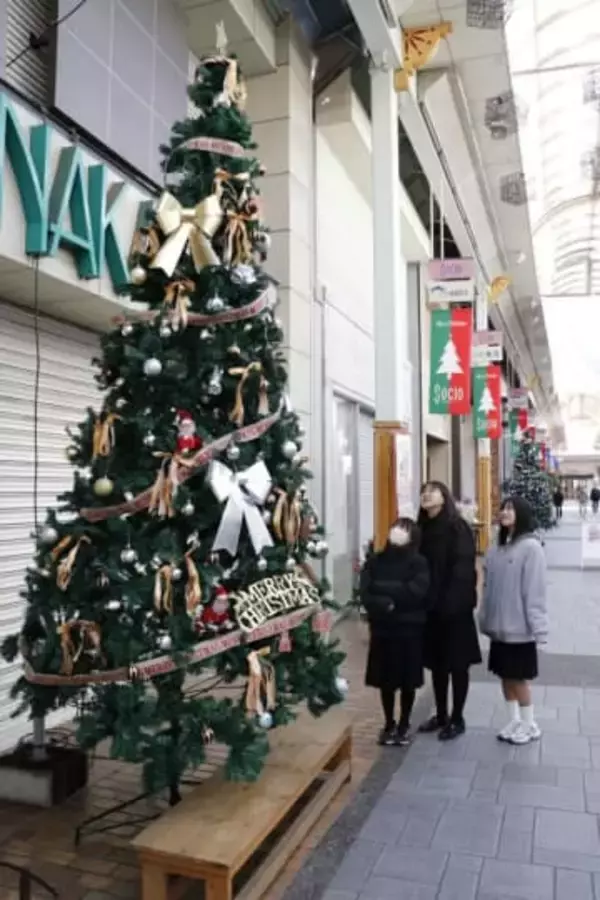 5メートルのXマスツリー登場　津山・商店街 20日にイベント