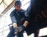 「岡山県内で唯一の女性削蹄師　津山・守さん 「技術学び早く一人前に」」の画像1