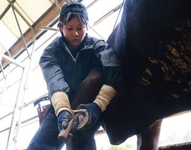 岡山県内で唯一の女性削蹄師　津山・守さん 「技術学び早く一人前に」