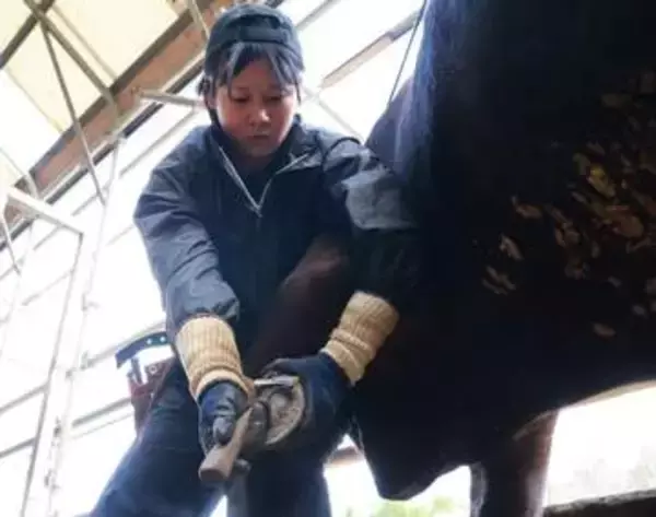 岡山県内で唯一の女性削蹄師　津山・守さん 「技術学び早く一人前に」