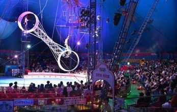 【サーカスQ＆A】これからのサーカスの展望は？