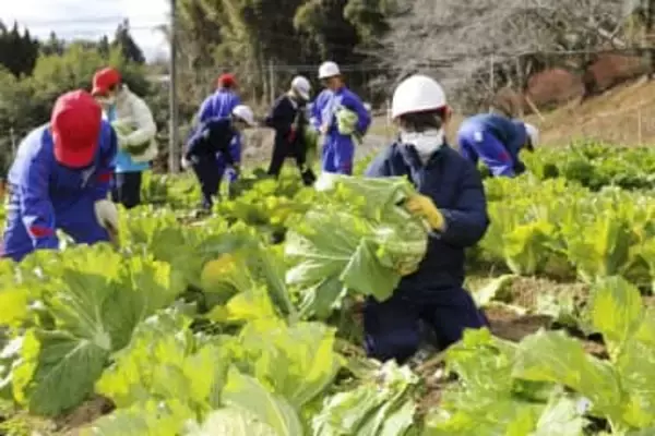 吉備中央・加賀小児童が特産の円城白菜を収穫　23日に販売