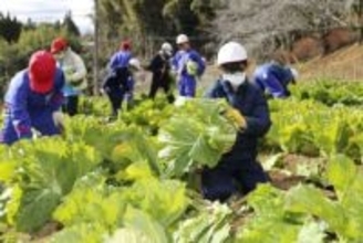 吉備中央・加賀小児童が特産の円城白菜を収穫　23日に販売