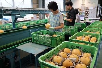 甘く芳醇な新高梨　津山・久米で出荷本格化