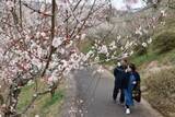 「春告げる2千本見頃　津山・梅の里公園 今週末ピーク」の画像1