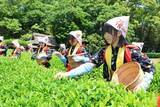 「後楽園で「茶つみ祭」 中高生が収穫　初夏の訪れ告げる」の画像1