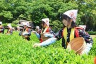 後楽園で「茶つみ祭」 中高生が収穫　初夏の訪れ告げる