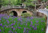 「眼鏡橋に映える青紫　笠岡・菅原神社でカキツバタ見頃」の画像1