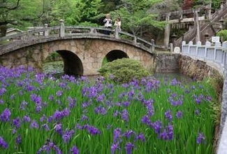眼鏡橋に映える青紫　笠岡・菅原神社でカキツバタ見頃