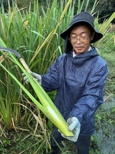 御津産マコモタケの魅力知って　岡山で10日初フェスタ