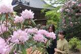 「シャクナゲ咲き誇る　真庭 「花の山寺」普門寺」の画像1
