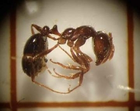 水島港に外来生物の有毒ヒアリ、3100匹超　岡山県発表、駆除し被害報告なし