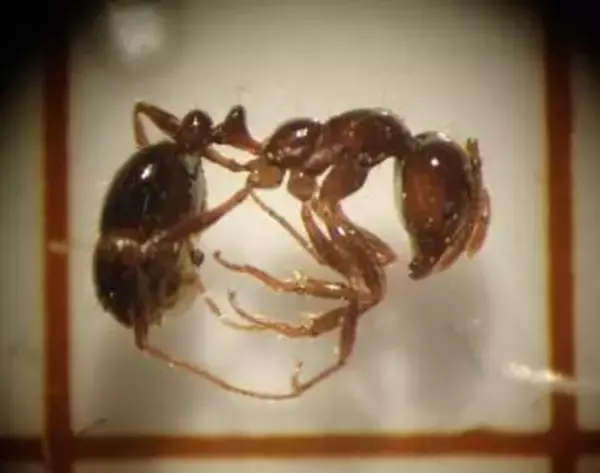 水島港に外来生物の有毒ヒアリ、3100匹超　岡山県発表、駆除し被害報告なし