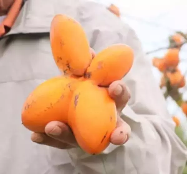 ＜見て見て＞四つ葉のカキ