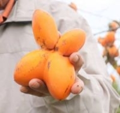 ＜見て見て＞四つ葉のカキ